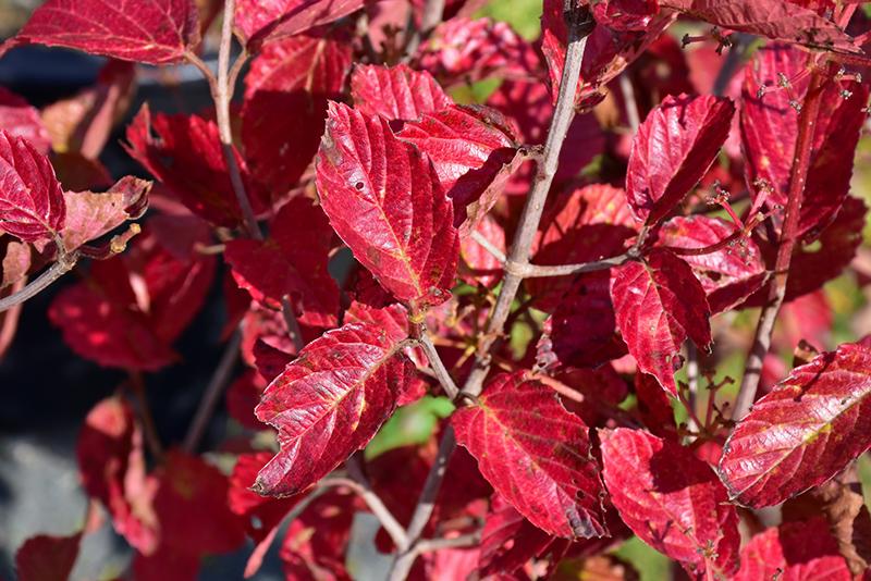 Viburnum Dentatum 'chicago Lustre' - View 11 from www redcrocus com