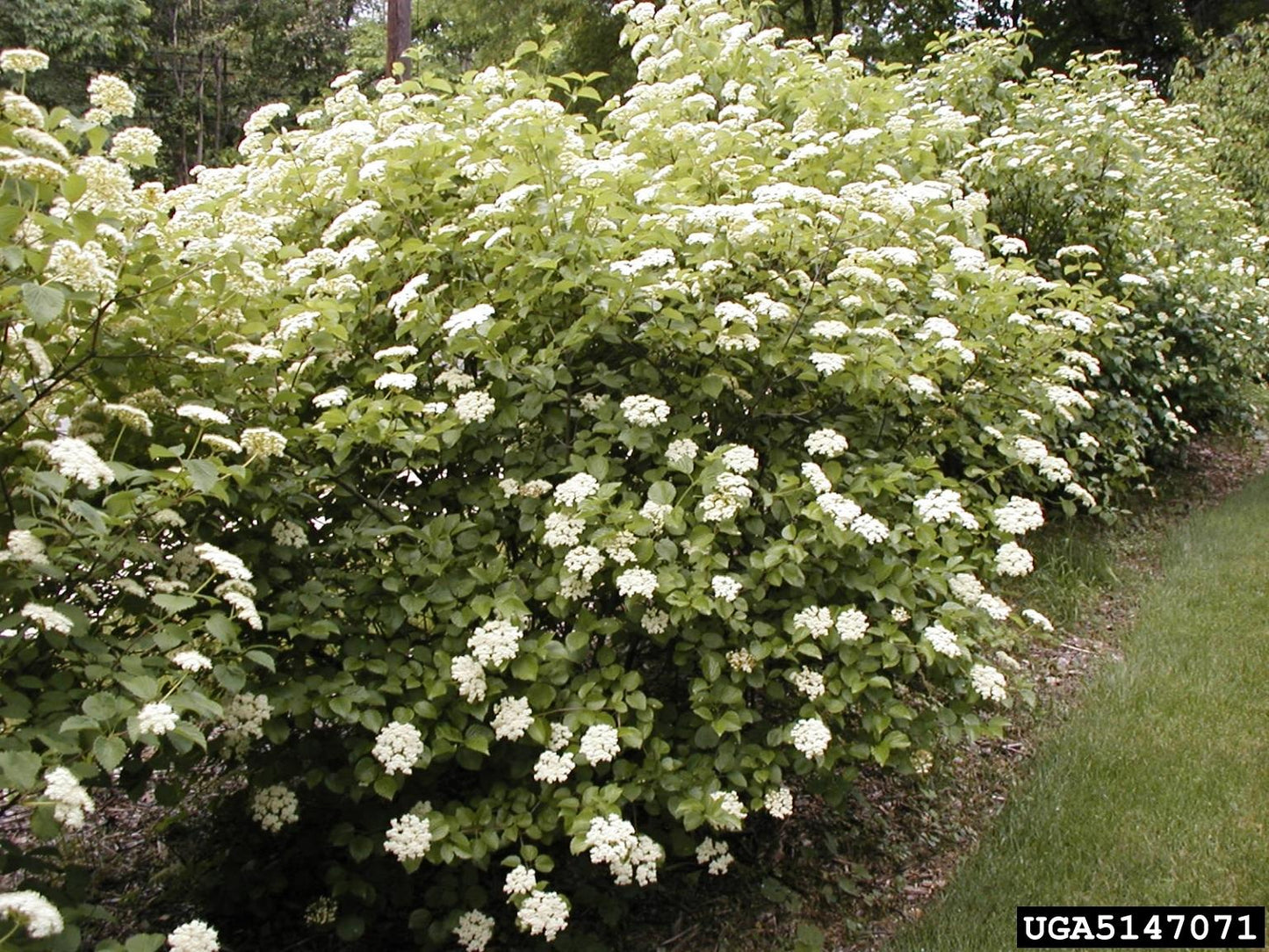 Viburnum Dentatum 'chicago Lustre' - View 12 from www redcrocus com