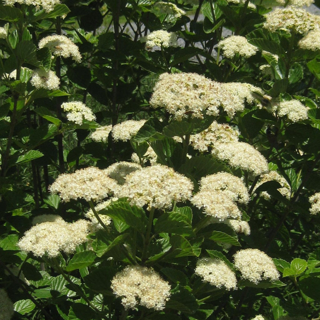 Viburnum Dentatum 'chicago Lustre' - View 15 from www redcrocus com