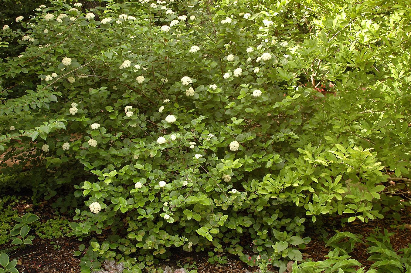 Viburnum Dentatum 'chicago Lustre' - View 17 from www redcrocus com