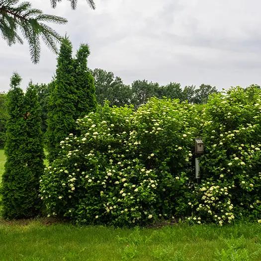 Viburnum Dentatum 'chicago Lustre' - View 7 from www redcrocus com