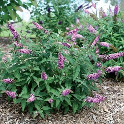 Buddleia Davidii Pink Micro Chip - View 10 from www redcrocus com