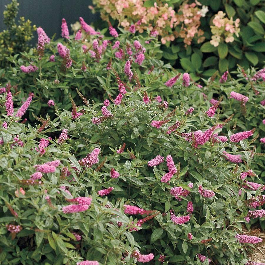 Buddleia Davidii Pink Micro Chip - View 11 from www redcrocus com