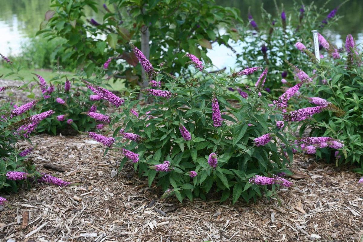 Buddleia Davidii Pink Micro Chip - View 12 from www redcrocus com