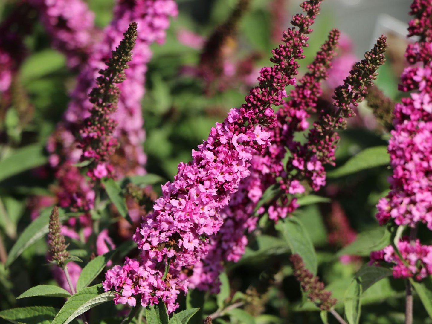 Buddleia Davidii Pink Micro Chip - View 13 from www redcrocus com