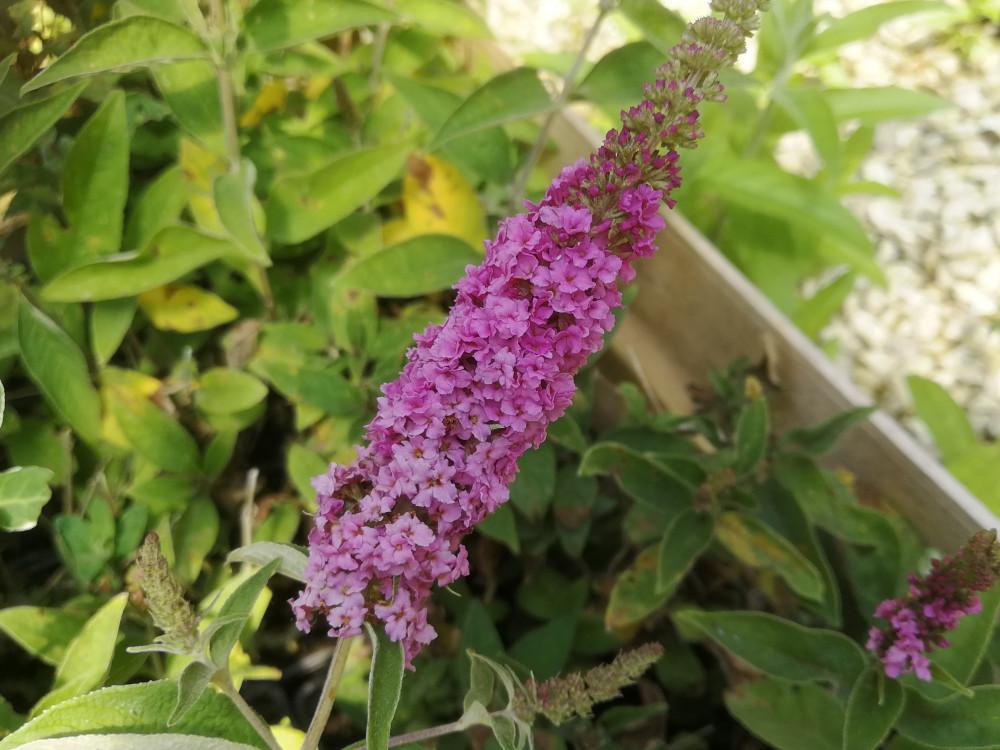 Buddleia Davidii Pink Micro Chip - View 14 from www redcrocus com