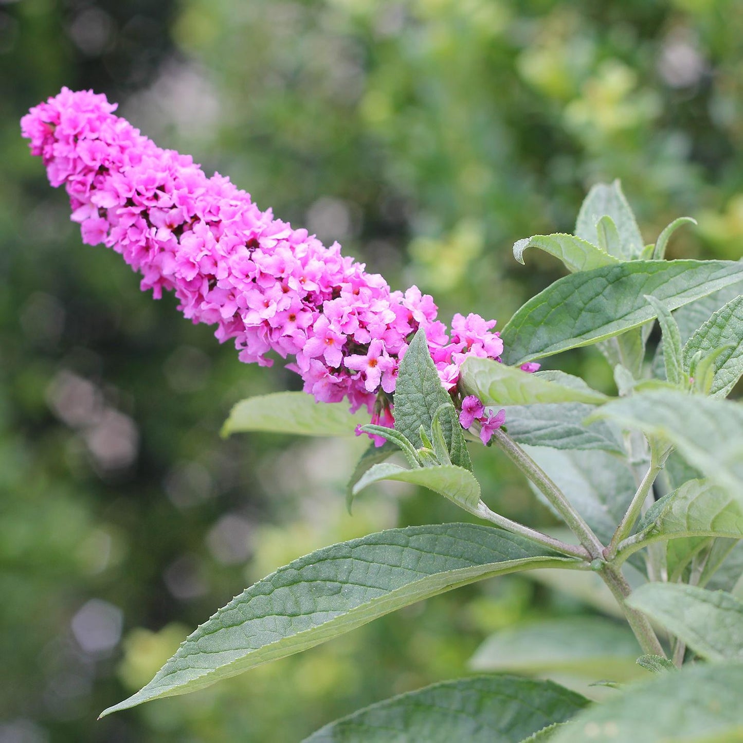 Buddleia Davidii Pink Micro Chip - View 17 from www redcrocus com