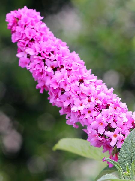 Buddleia Davidii Pink Micro Chip - View 18 from www redcrocus com