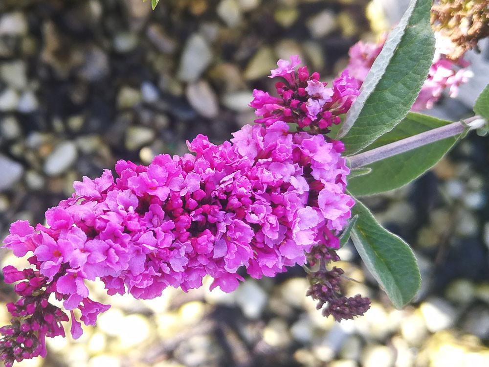 Buddleia Davidii Pink Micro Chip - View 2 from www redcrocus com