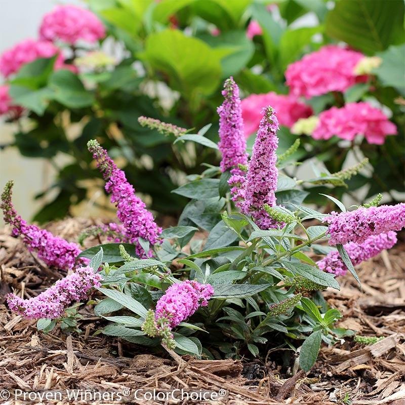 Buddleia Davidii Pink Micro Chip - View 4 from www redcrocus com