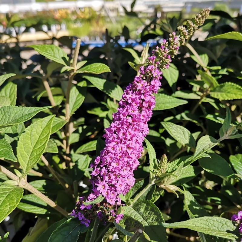 Buddleia Davidii Pink Micro Chip - View 5 from www redcrocus com