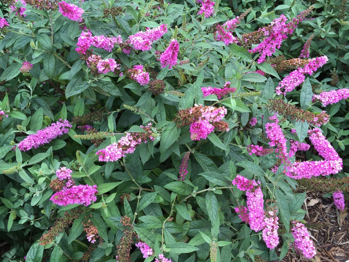 Buddleia Davidii Pink Micro Chip - View 7 from www redcrocus com