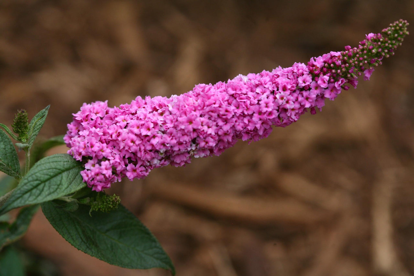 Buddleia Davidii Pink Micro Chip - View 8 from www redcrocus com