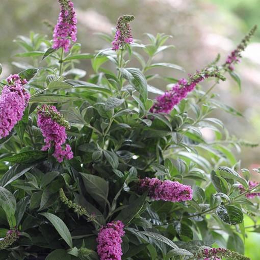 Buddleia Davidii Pink Micro Chip - View 9 from www redcrocus com