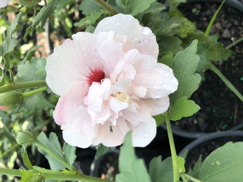 Hibiscus Syriacus Peppermint Smoothie - View 11 from www redcrocus com