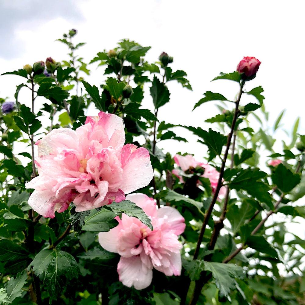 Hibiscus Syriacus Peppermint Smoothie - View 13 from www redcrocus com
