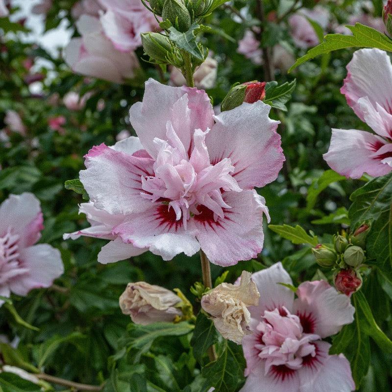 Hibiscus Syriacus Peppermint Smoothie - View 1 from www redcrocus com