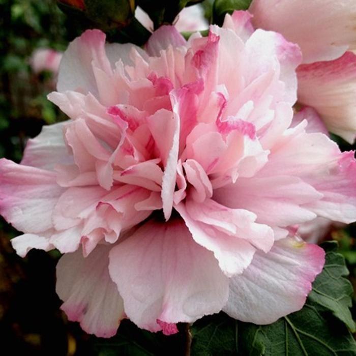 Hibiscus Syriacus Peppermint Smoothie - View 2 from www redcrocus com
