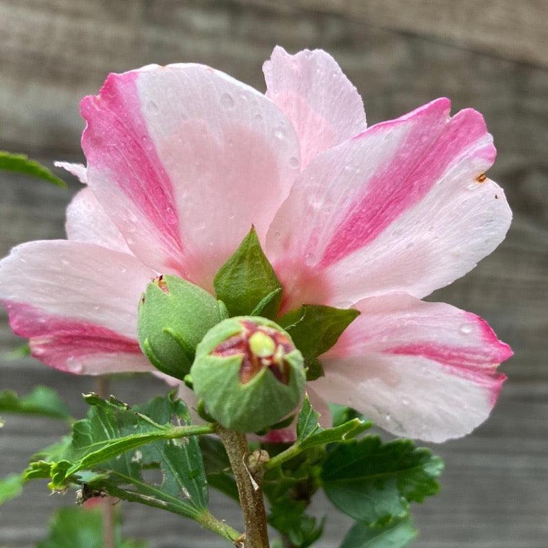 Hibiscus Syriacus Peppermint Smoothie - View 4 from www redcrocus com
