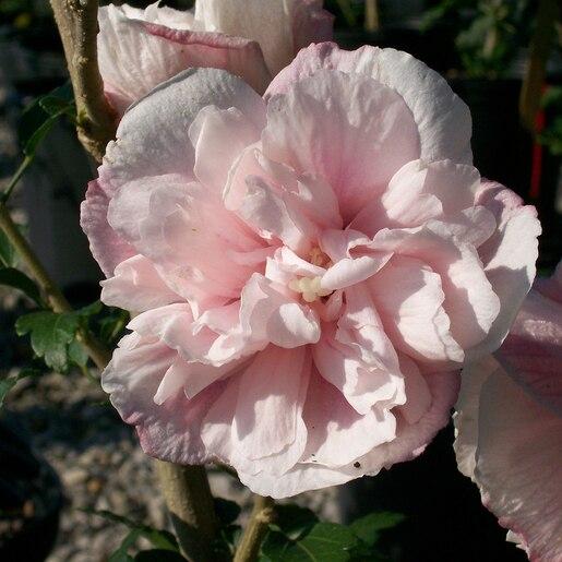 Hibiscus Syriacus Strawberry Smoothie - View 11 from www redcrocus com