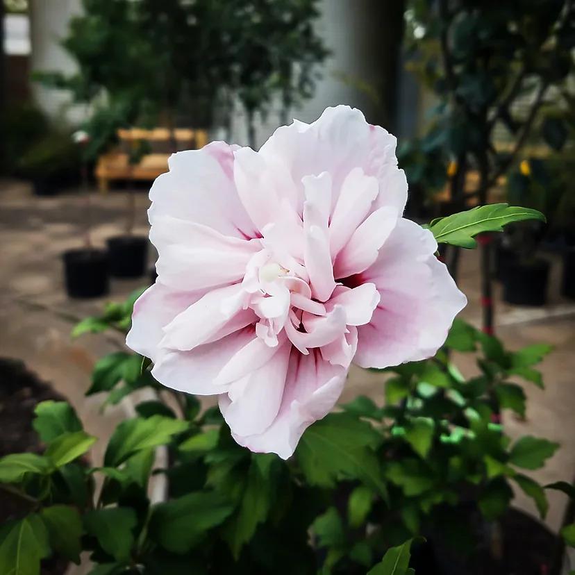 Hibiscus Syriacus Strawberry Smoothie - View 13 from www redcrocus com