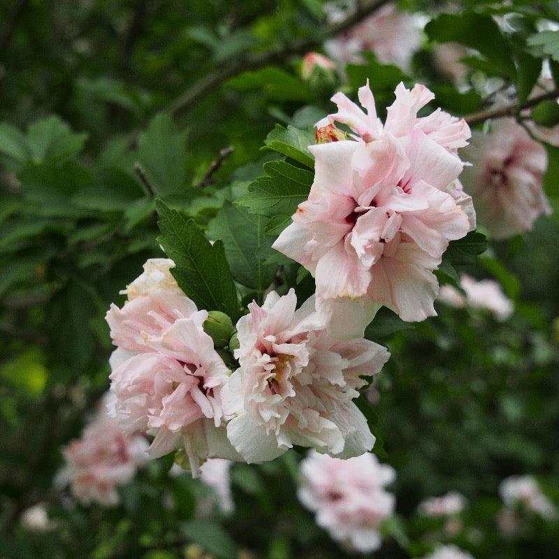 Hibiscus Syriacus Strawberry Smoothie - View 2 from www redcrocus com