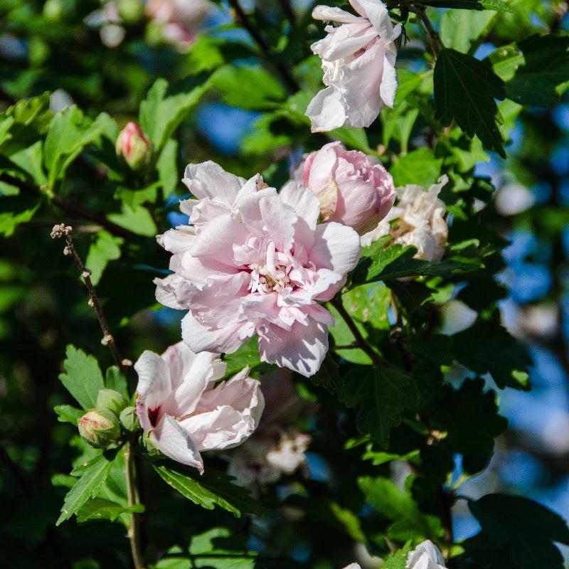 Hibiscus Syriacus Strawberry Smoothie - View 3 from www redcrocus com