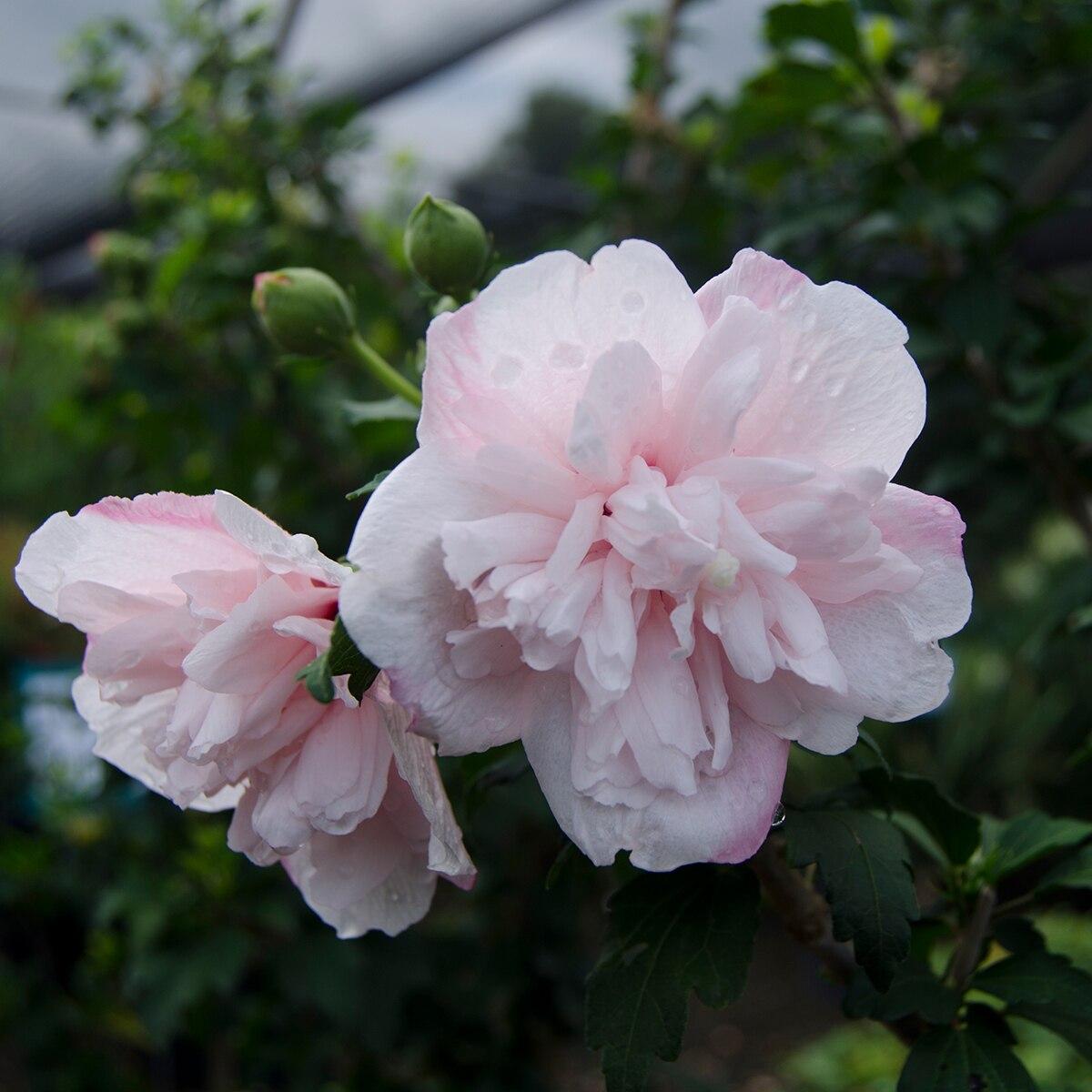 Hibiscus Syriacus Strawberry Smoothie - View 4 from www redcrocus com