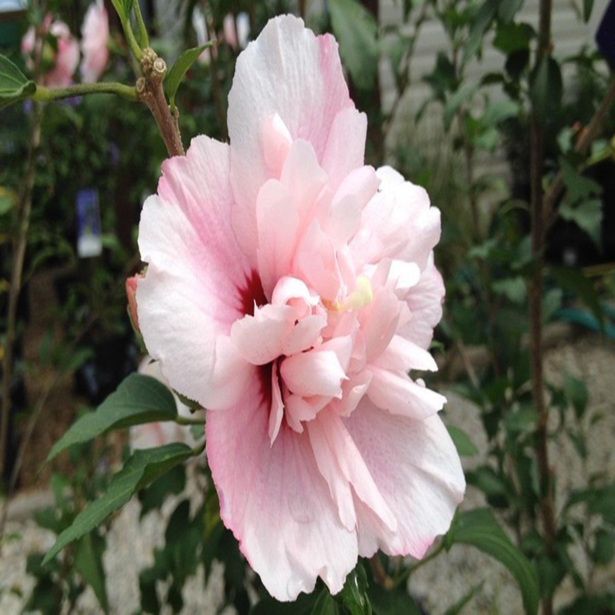 Hibiscus Syriacus Strawberry Smoothie - View 5 from www redcrocus com