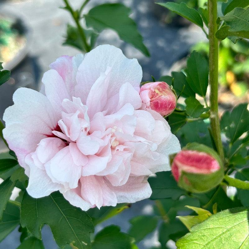 Hibiscus Syriacus Strawberry Smoothie - View 6 from www redcrocus com
