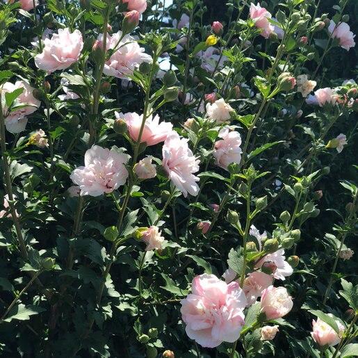 Hibiscus Syriacus Strawberry Smoothie - View 7 from www redcrocus com