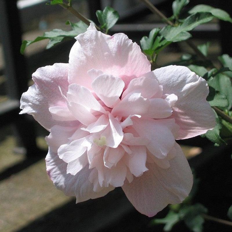 Hibiscus Syriacus Strawberry Smoothie - View 8 from www redcrocus com