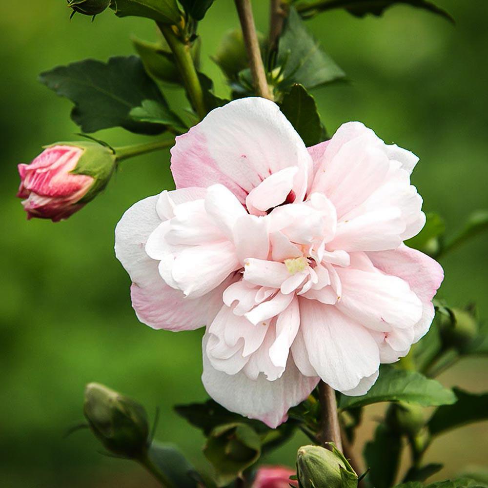 Hibiscus Syriacus Strawberry Smoothie - View 9 from www redcrocus com