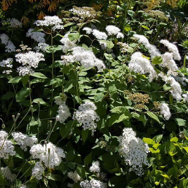 Spirea Japonica Double Play Blue Kazoo - View 16 from www redcrocus com