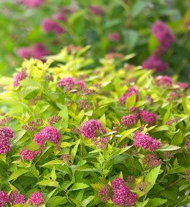 Spirea Japonica Double Play Blue Kazoo - View 18 from www redcrocus com