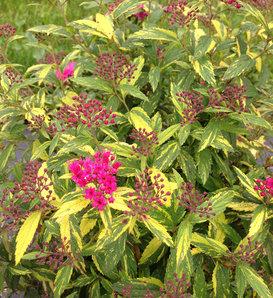 Spirea Japonica Double Play Blue Kazoo - View 19 from www redcrocus com