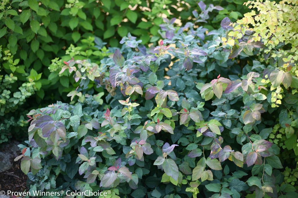 Spirea Japonica Double Play Blue Kazoo - View 1 from www redcrocus com