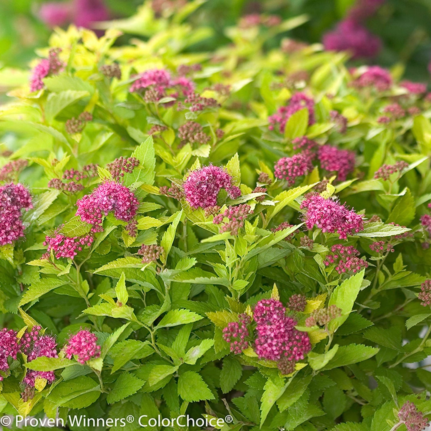 Spirea Japonica Double Play Blue Kazoo - View 4 from www redcrocus com