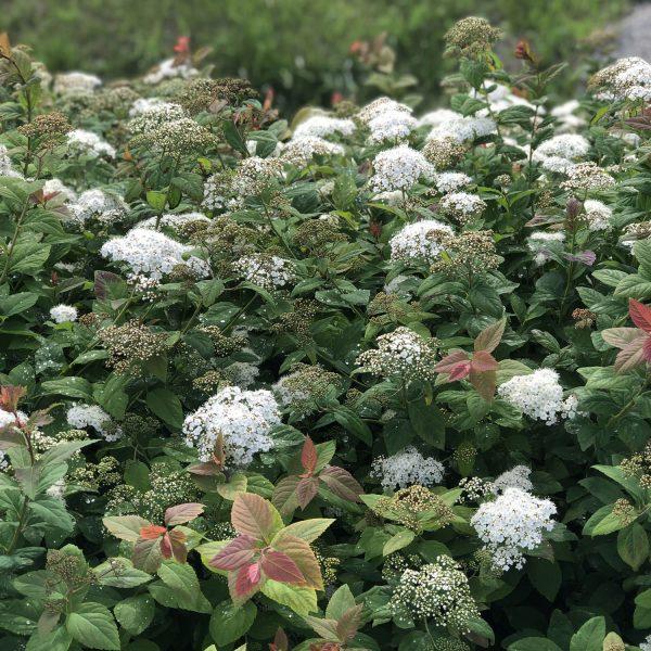 Spirea Japonica Double Play Blue Kazoo - View 8 from www redcrocus com