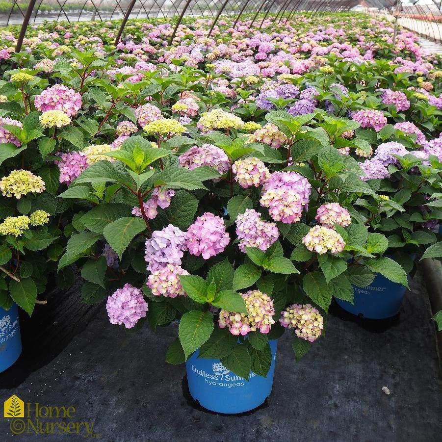 Hydrangea Macrophylla Bloomstruck - View 4 from www redcrocus com