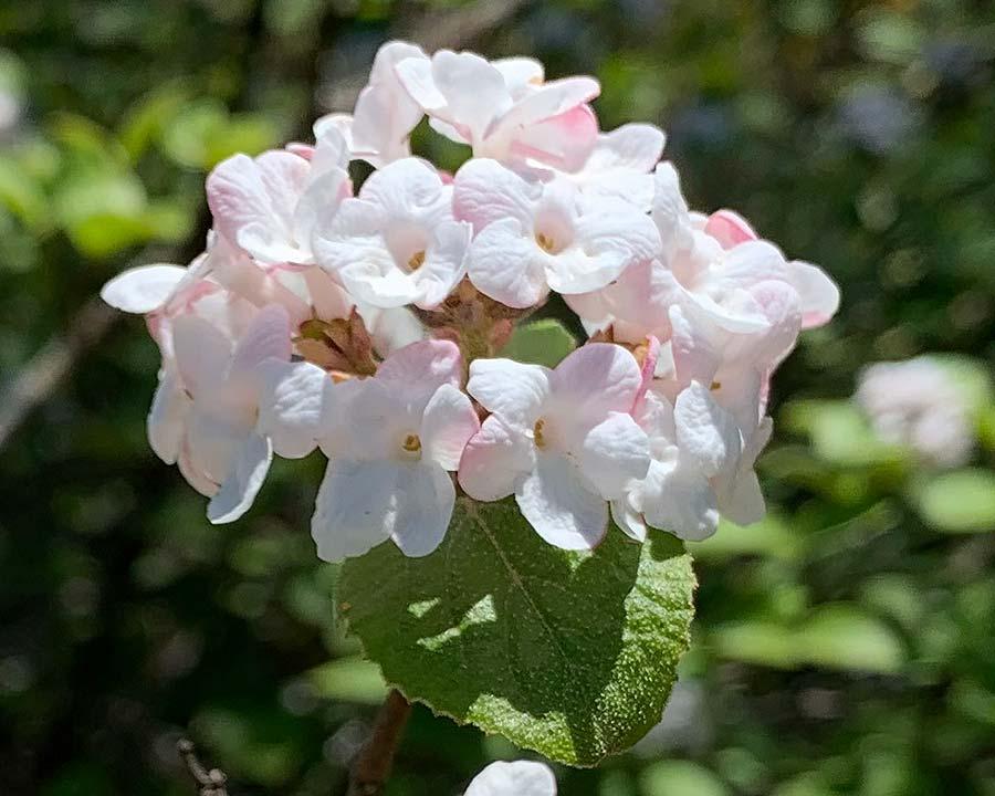 Viburnum Carlesii - View 10 from www redcrocus com
