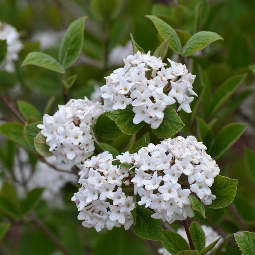 Viburnum Carlesii - View 14 from www redcrocus com