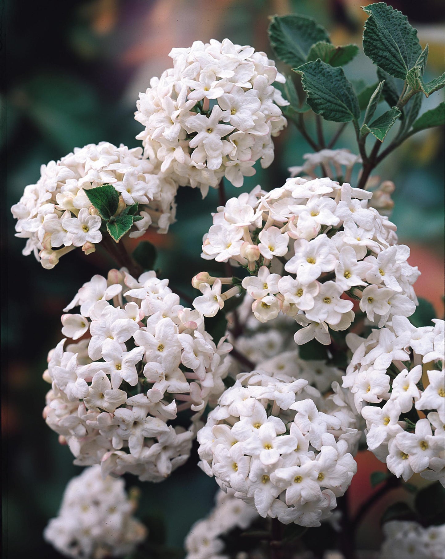 Viburnum Carlesii - View 6 from www redcrocus com