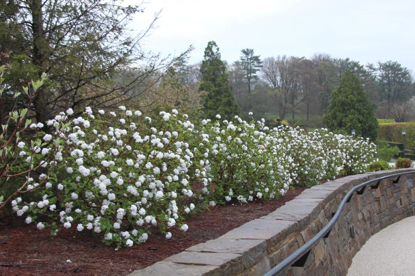 Viburnum Carlesii - View 8 from www redcrocus com