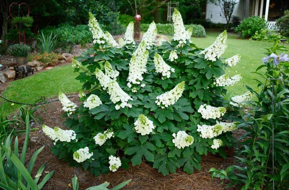 Hydrangea Quercifolia 'ruby Slippers' - View 9 from www redcrocus com