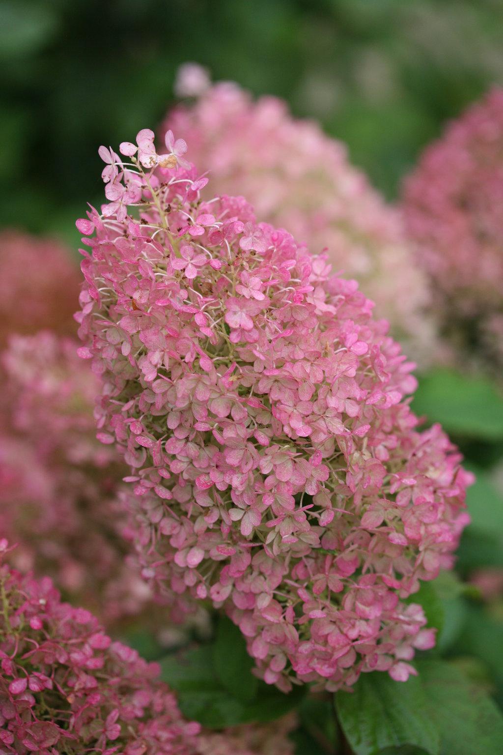 Hydrangea Paniculata Bobo - View 14 from www redcrocus com