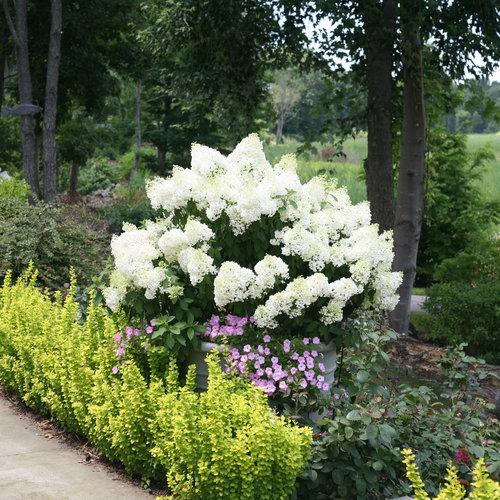 Hydrangea Paniculata Bobo - View 8 from www redcrocus com
