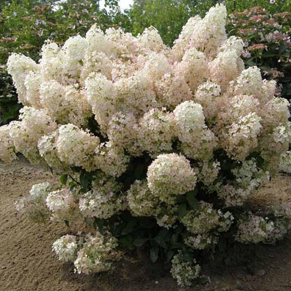 Hydrangea Paniculata Bobo - View 9 from www redcrocus com