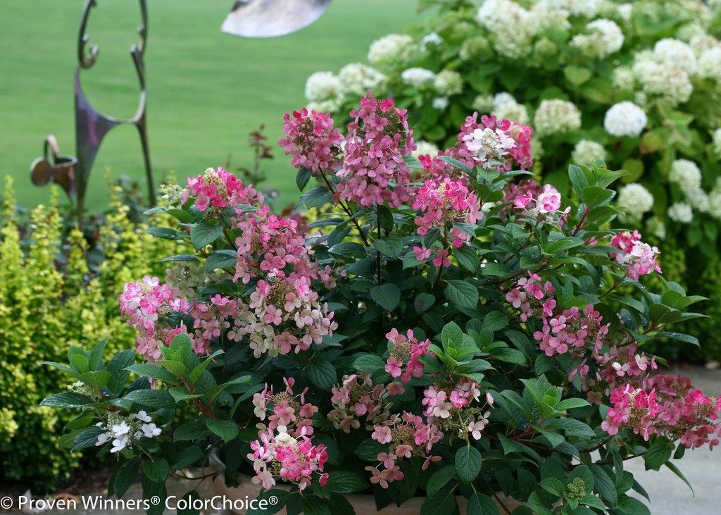 Hydrangea Paniculata Little Quick Fire - View 10 from www redcrocus com