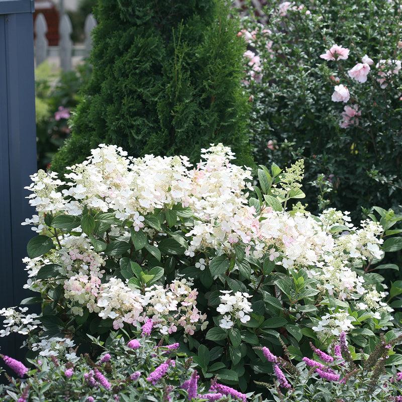 Hydrangea Paniculata Little Quick Fire - View 18 from www redcrocus com